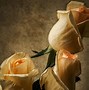 Image result for iPhone SE Rose Flowers