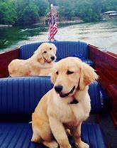 Image result for Golden Retriever Love Meme