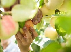 Image result for Apple Picking Farms in Alaska