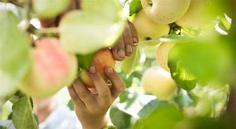 Image result for Alaskan Apple Farm