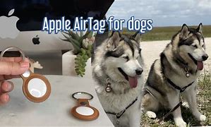 Image result for Apple Air Tag for Dogs