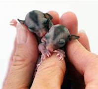 Image result for Sugar Babies Animals