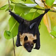 Image result for Fruit Bat Costume