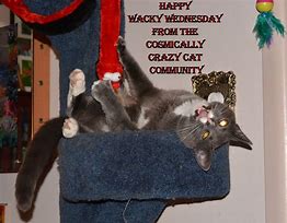 Image result for Wacky Cat Wednesday