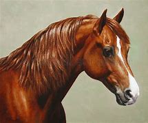 Image result for Equine Art Horse