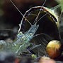 Image result for Ghost Shrimp