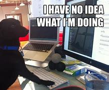 Image result for No Idea What I'm Doing Dog