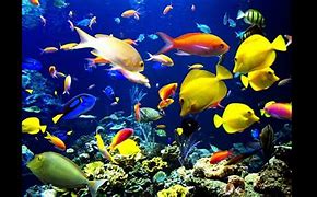 Image result for Tropical Fish Swimming