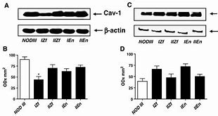 Image result for co_oznacza_zofenopril