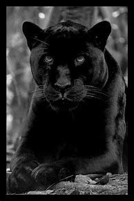 Image result for Black Panther Cat Pictures