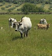 Image result for Maremmana Cattle