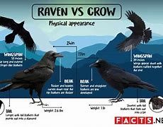 Image result for Australian Crows and Australian Ravens Difference