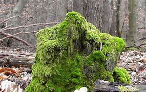 Image result for Moss Tree Stump