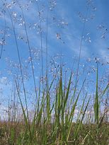 Bildergebnis für Deschampsia flexuosa