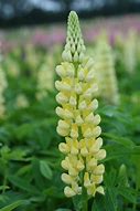 Image result for Lupinus Chandelier