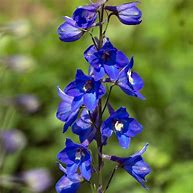 Bildergebnis für Delphinium Plague Blue ®