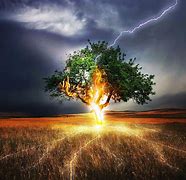 Image result for Lightning Hits Tree