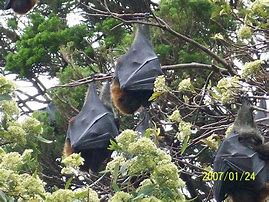 Image result for Cute Hanging Bat