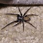 Image result for Arizona Huntsman Spider