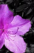 Image result for iPhone 10 Purple