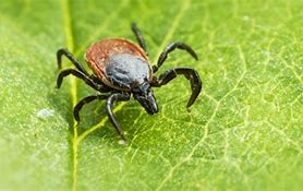 Image result for picture of  fox with  lyme disease