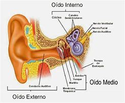 Image result for oído