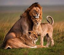 Image result for Animal Family White Background