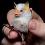 Image result for Bat Looking Cute