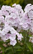 Image result for Phlox Monica Lynden-Bell (Paniculata-Group)