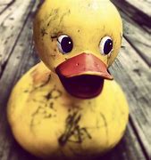Image result for Rubber Duck Dog