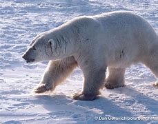 Image result for Largest Polar Bear Ever Recorded