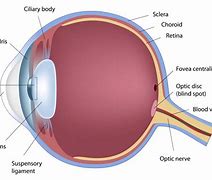 Image result for optic discs