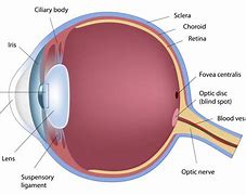 Image result for Eye Anatomy Optic Disc