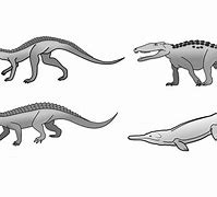 Image result for Different Types of Crocodilians