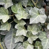 Image result for Baltic Ivy