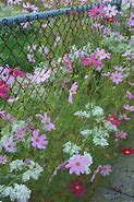Image result for Chain Link Fence Flowers