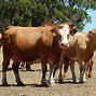 Image result for Australian Agriculture