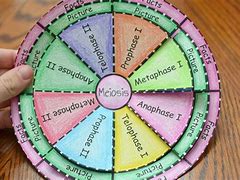 Image result for Cell Cycle Foldable
