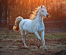 Image result for Beautiful Thoroughbred