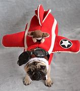 Image result for Pug Sneakers