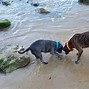 Image result for Blue Staffordshire and Dachshund