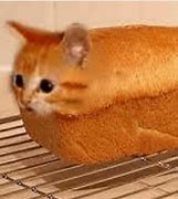 Image result for Cat Pill Meme