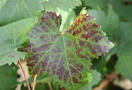 Image result for Syrah Grape Leaves