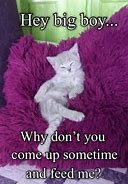 Image result for Cute Funny Kitten Memes