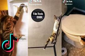 Image result for Funny Cat Meme Tik Tok