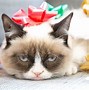 Image result for Funny Animal Christmas Pictures