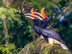 Image result for Weird Birds