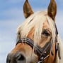 Image result for Haflinger Horse