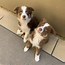 Image result for Border Collie Puppies