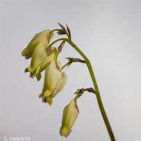 Image result for Dicentra Sulphur Hearts